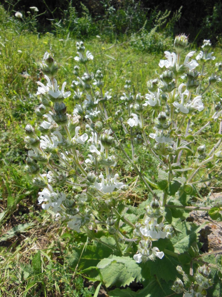 Изображение особи Salvia aethiopis.