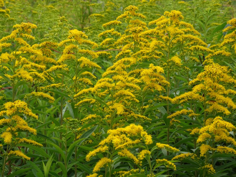 Image of Solidago gigantea specimen.