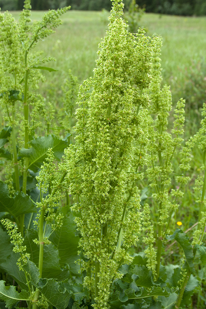 Image of Rumex confertus specimen.