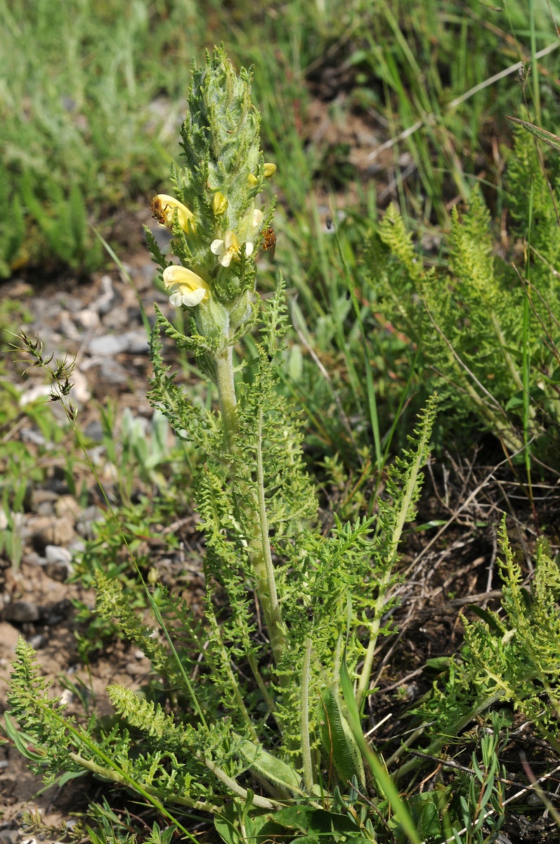 Image of Pedicularis talassica specimen.