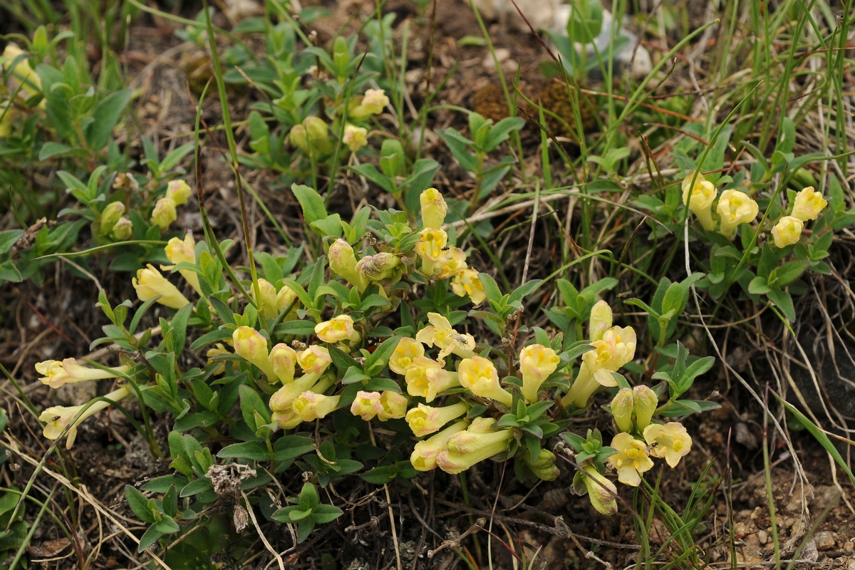 Image of Lonicera semenovii specimen.