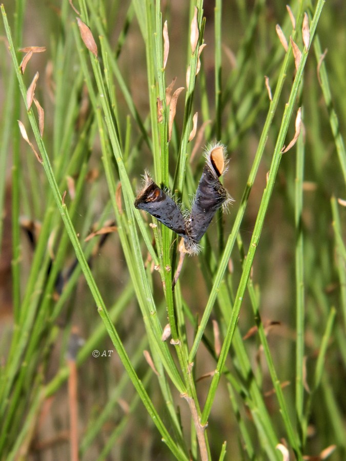 Image of Cytisus oromediterraneus specimen.