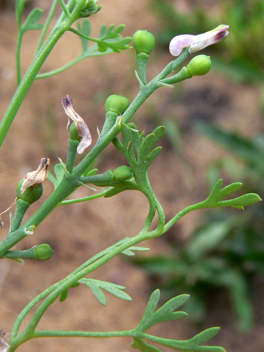 Image of Fumaria officinalis specimen.