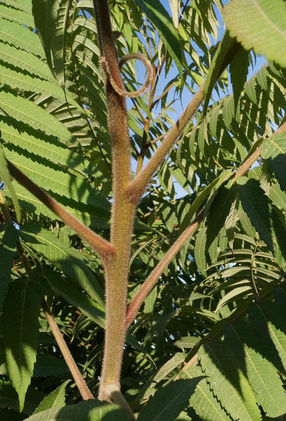 Image of Rhus typhina specimen.