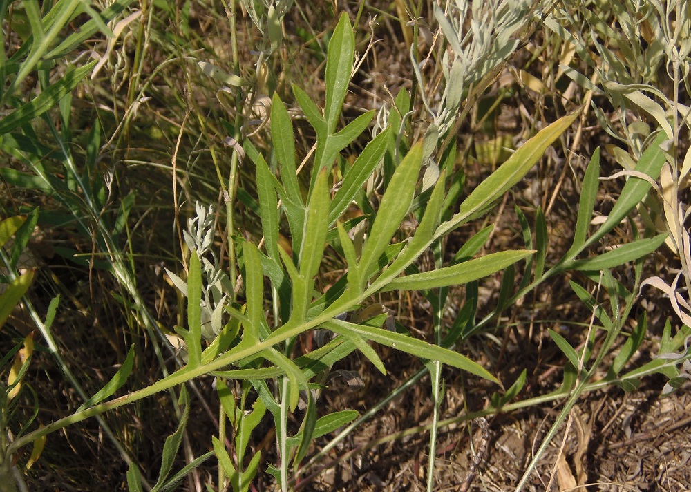 Изображение особи Cephalaria uralensis.