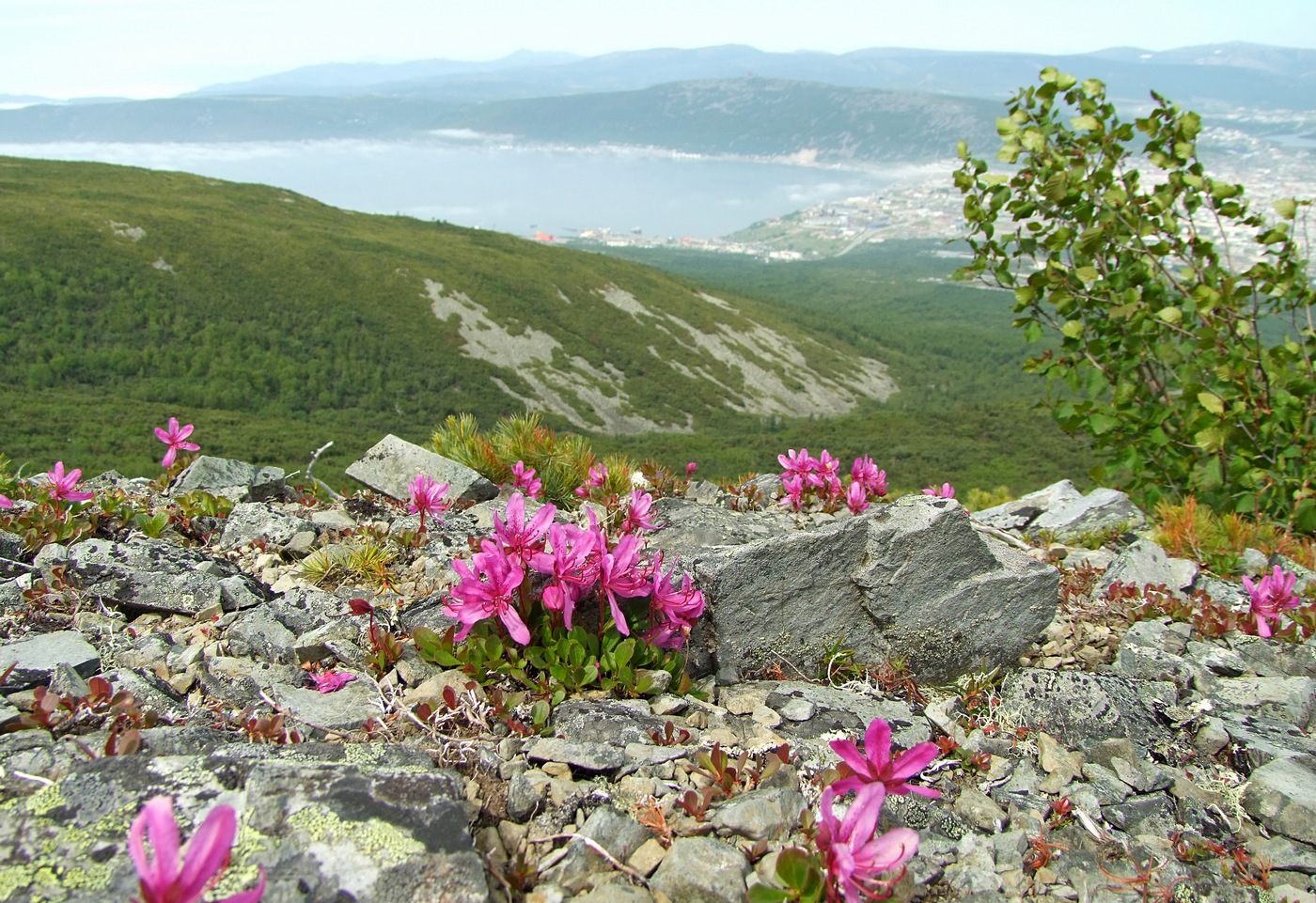 Изображение особи Rhododendron camtschaticum.