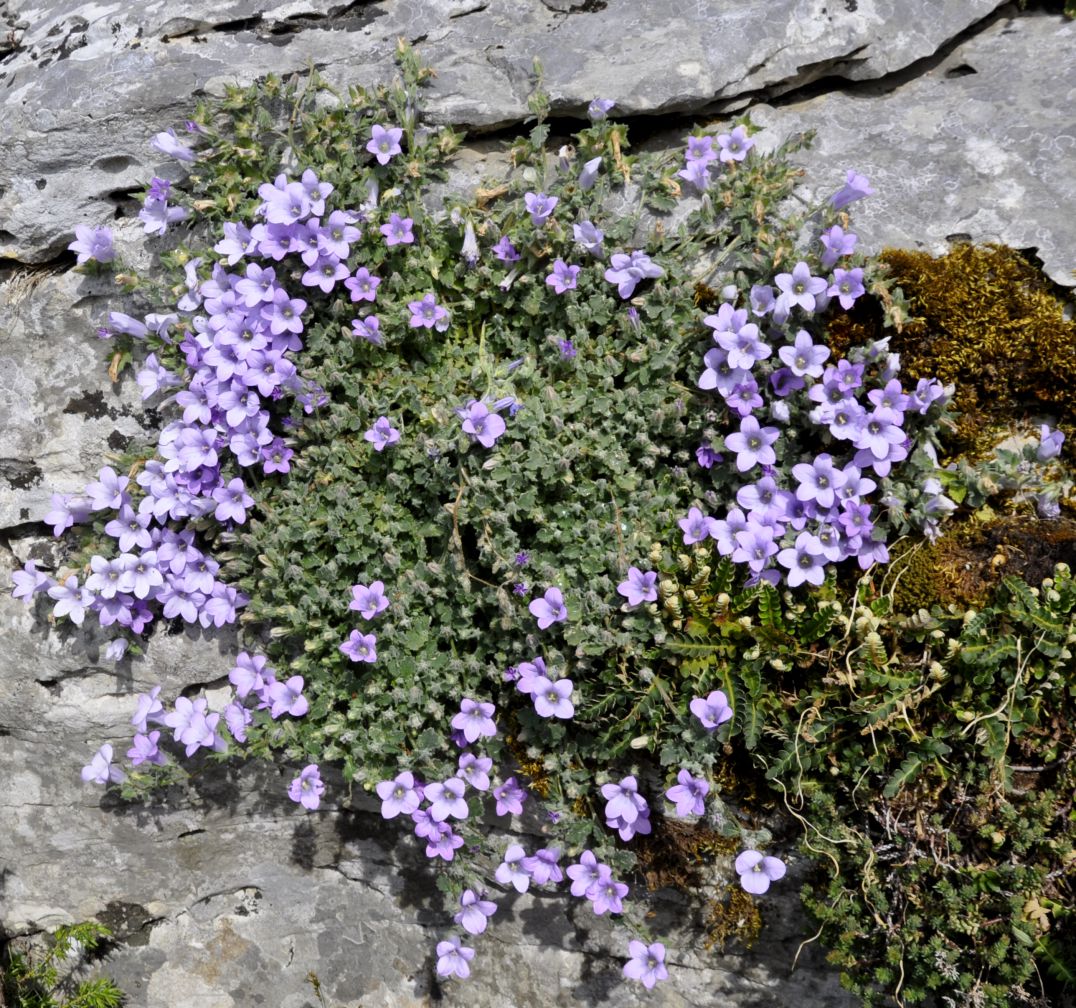 Image of Campanula rupestris specimen.