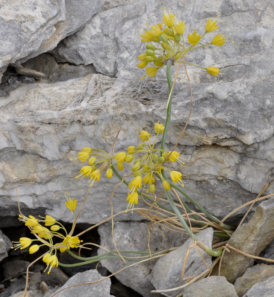 Image of Allium flavum specimen.