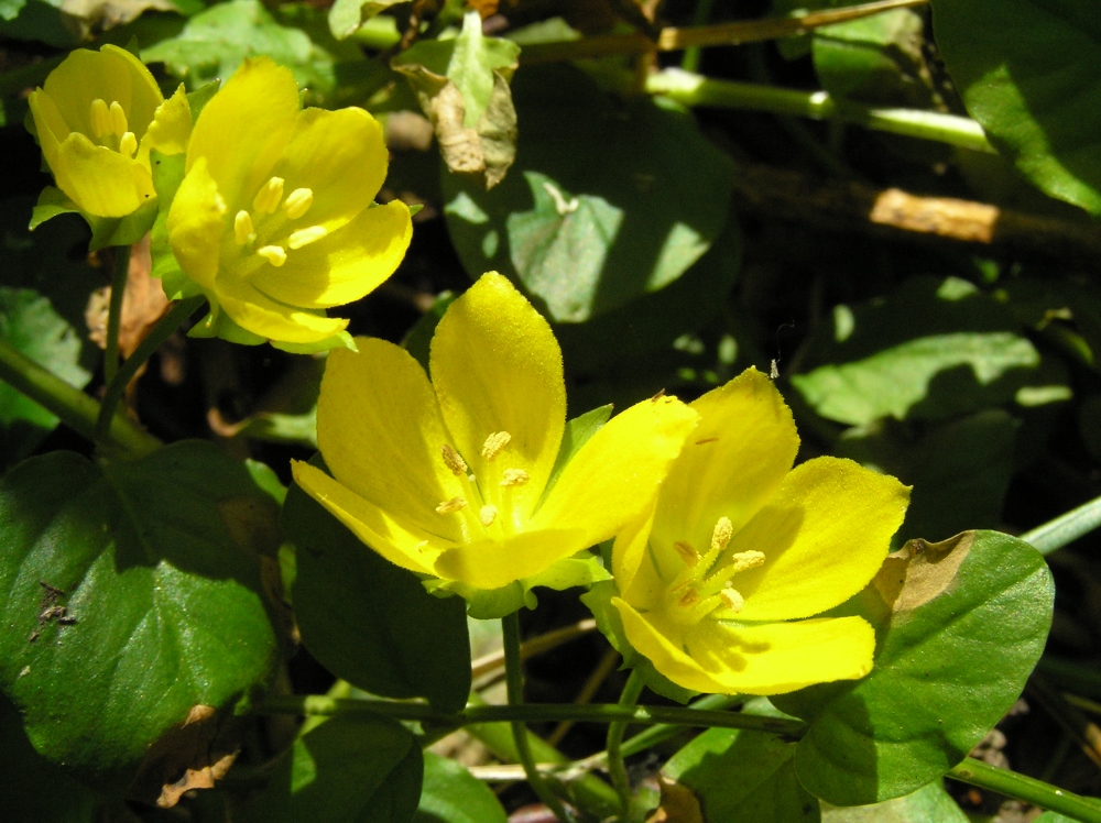 Image of Lysimachia nummularia specimen.