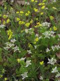 Scandix pecten-veneris. Цветущие растения. Крым, Южный берег, гора Кастель. 3 апреля 2010 г.