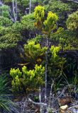 Dacrydium gibbsiae. Вегетирующее растение. Малайзия, о. Борнео, склон горы Кинабалу, дождевой лес. Октябрь 2004 г.