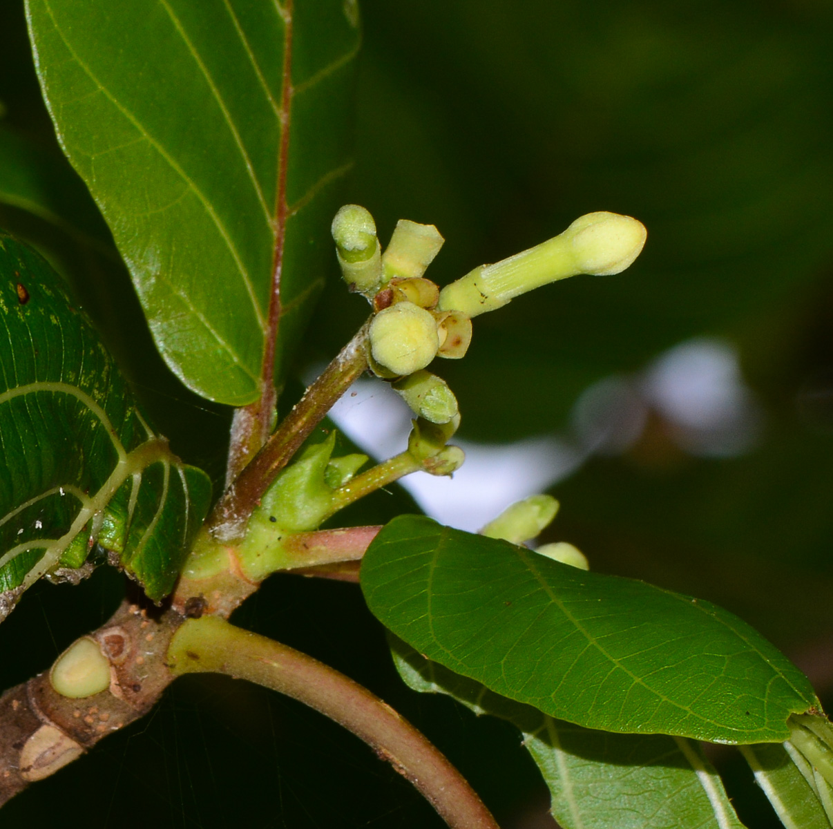 Image of Guettarda speciosa specimen.