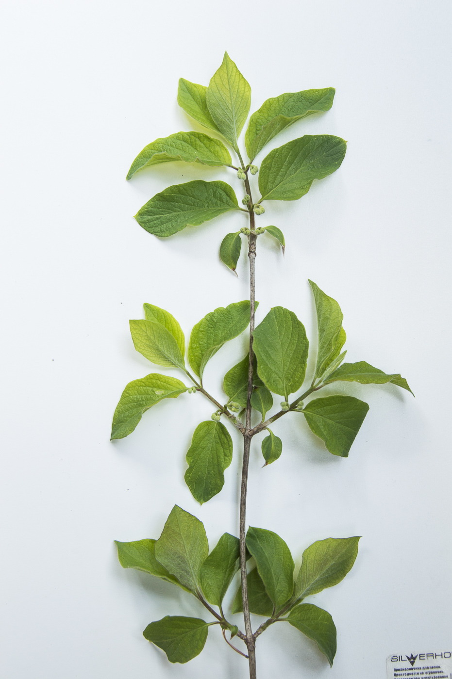 Image of Lonicera xylosteum specimen.