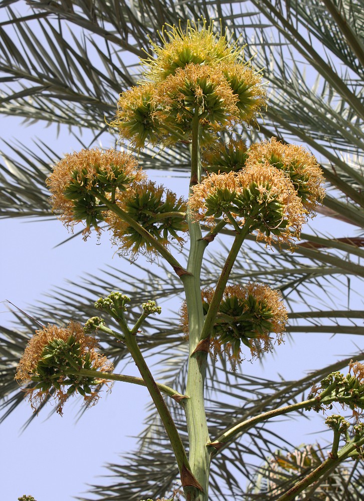 Image of Agave desmetiana specimen.