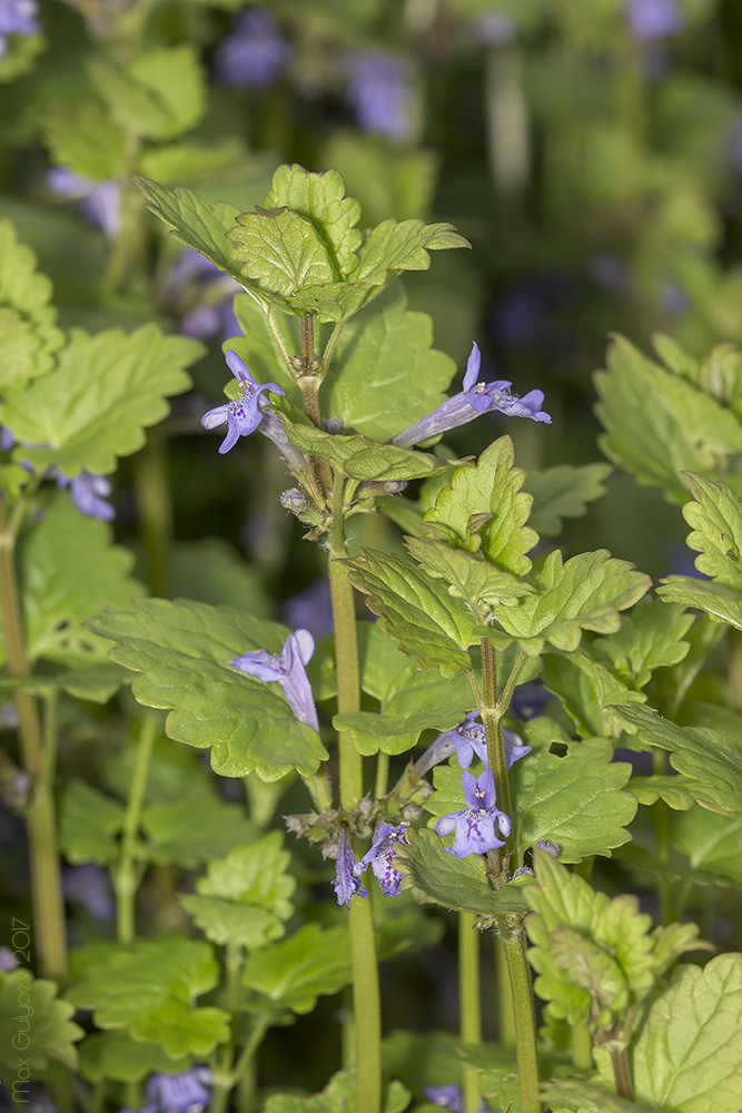 Image of Glechoma hederacea specimen.