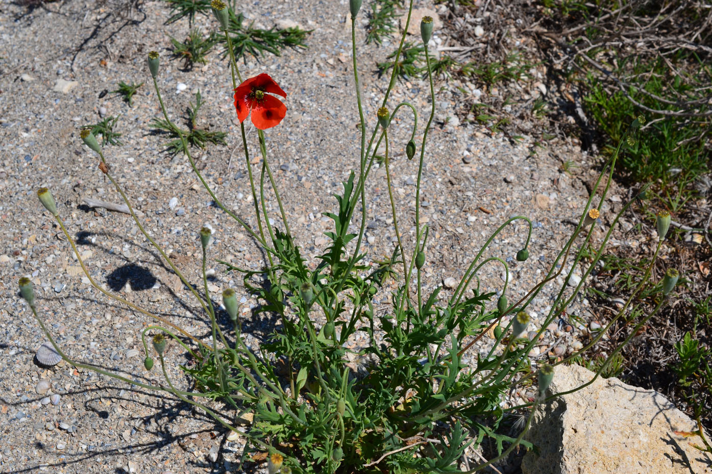 Image of Papaver laevigatum specimen.