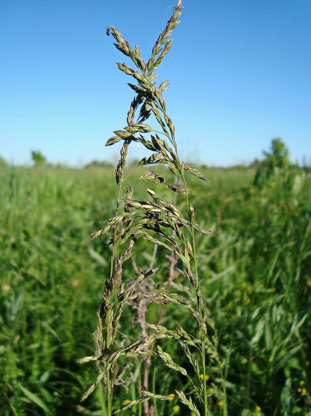 Изображение особи Poa pratensis.