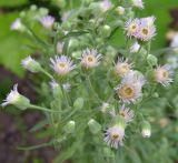 Erigeron acris