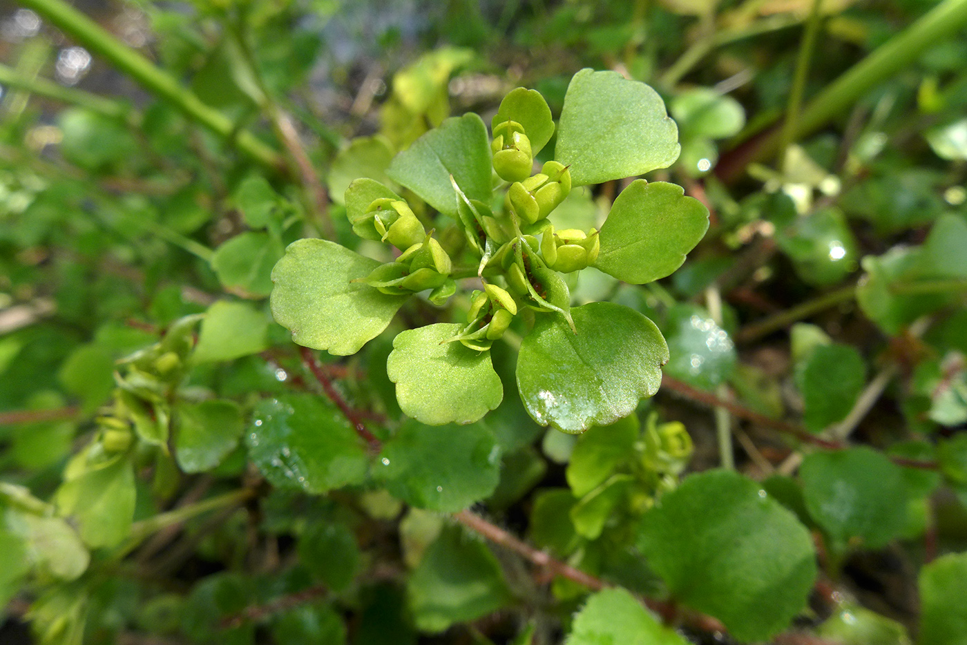 Изображение особи Chrysosplenium woroschilovii.