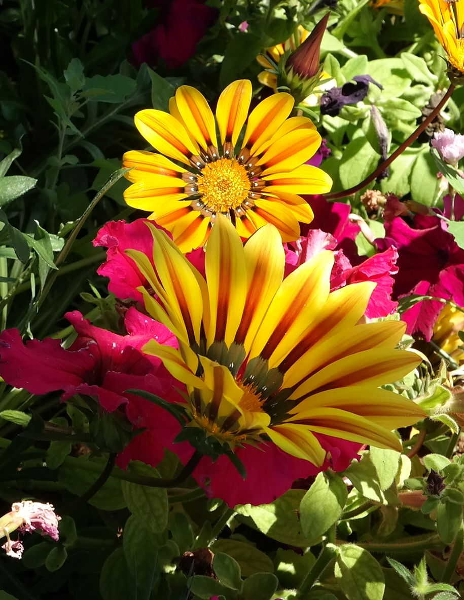 Image of Gazania &times; hybrida specimen.