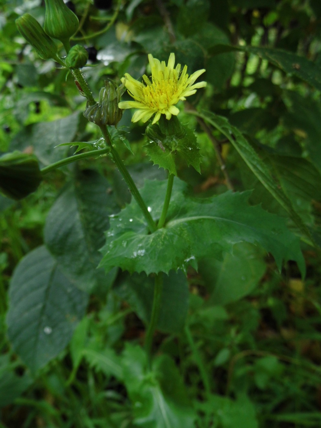 Изображение особи Sonchus oleraceus.