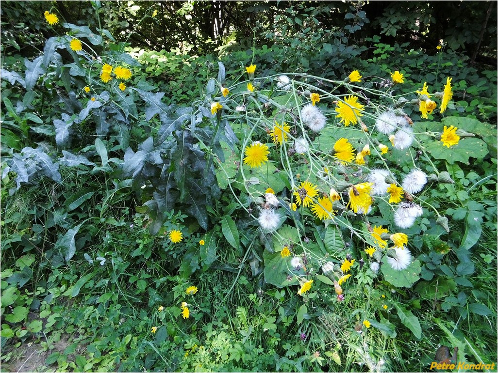 Image of Sonchus arvensis ssp. uliginosus specimen.