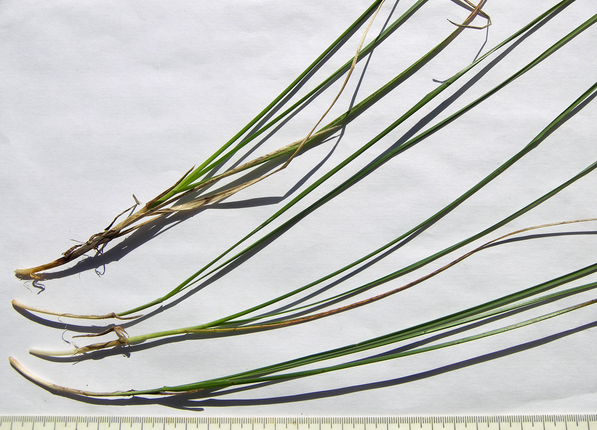 Image of Sesleria heufleriana specimen.