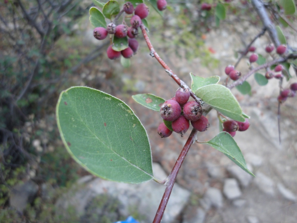 Image of genus Cotoneaster specimen.