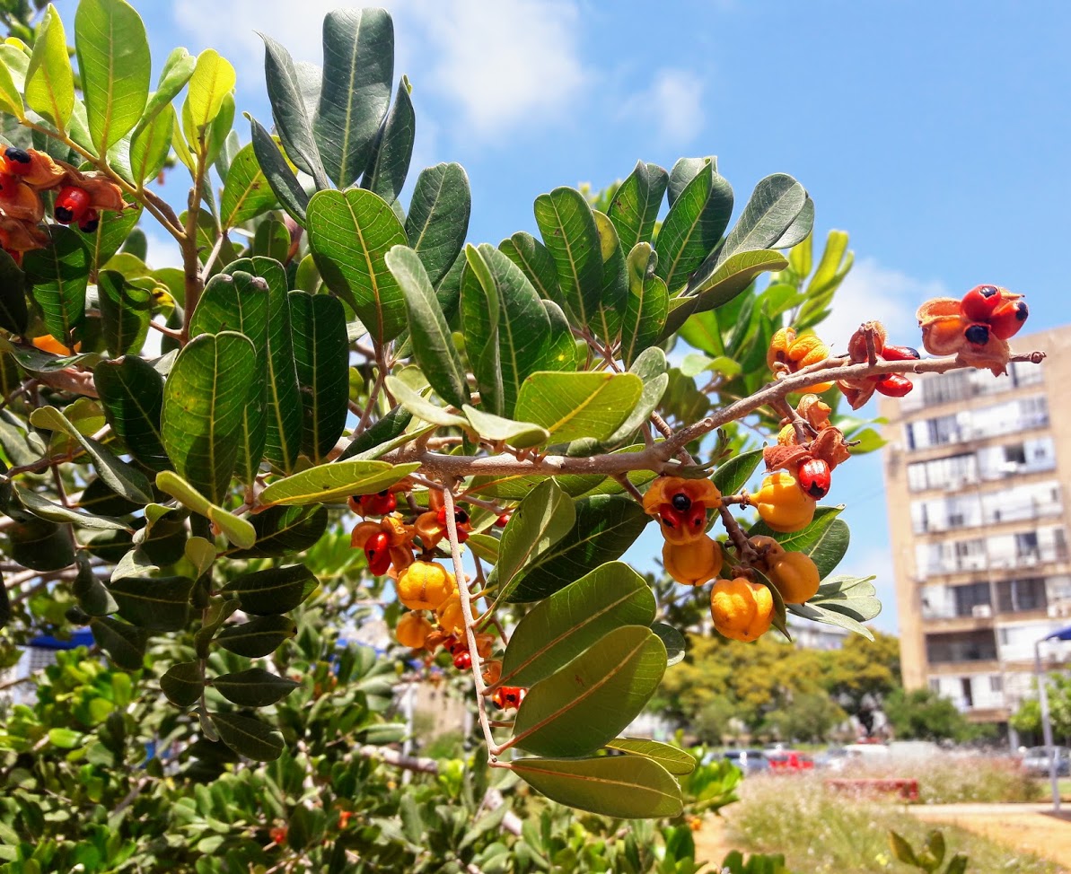 Изображение особи Cupaniopsis anacardioides.