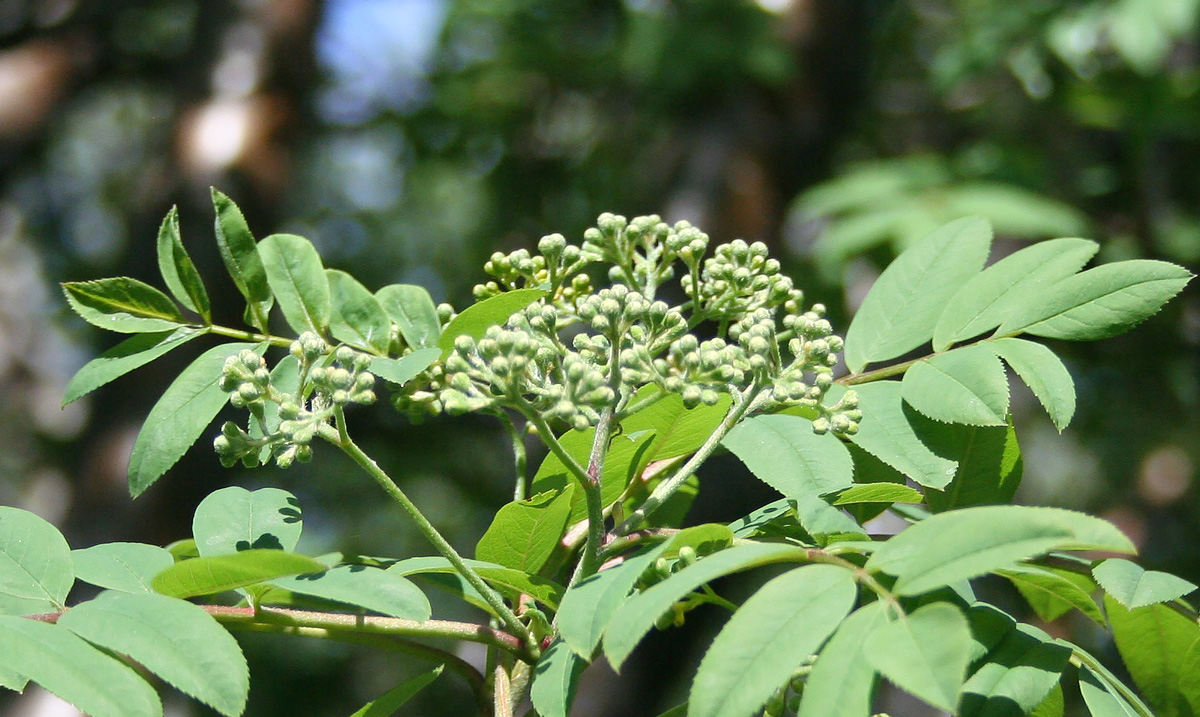 Image of Sorbus aucuparia specimen.