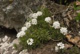 Iberis saxatilis. Цветущие растения. Крым, Бахчисарайский р-н, вход в Большой каньон, лес. 08.05.2009.