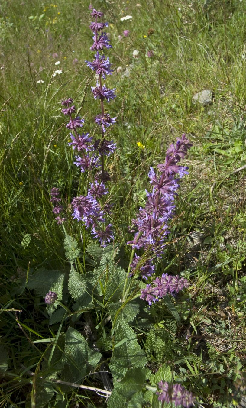 Image of Salvia verticillata specimen.