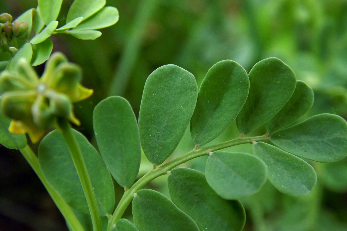 Изображение особи Coronilla coronata.