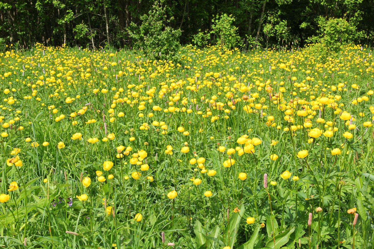 Изображение особи Trollius europaeus.