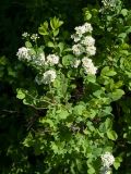 Spiraea media