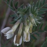 Vicia pannonica. Соцветие. Крым, Бахчисарайский р-н, окр. с. Трудолюбовка. 05.05.2010.