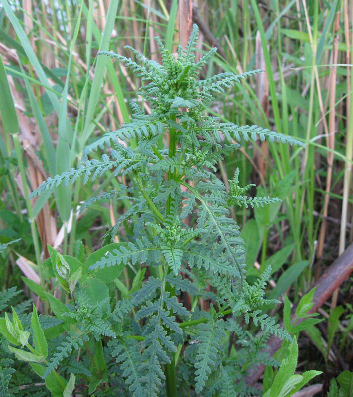 Image of Pedicularis palustris specimen.