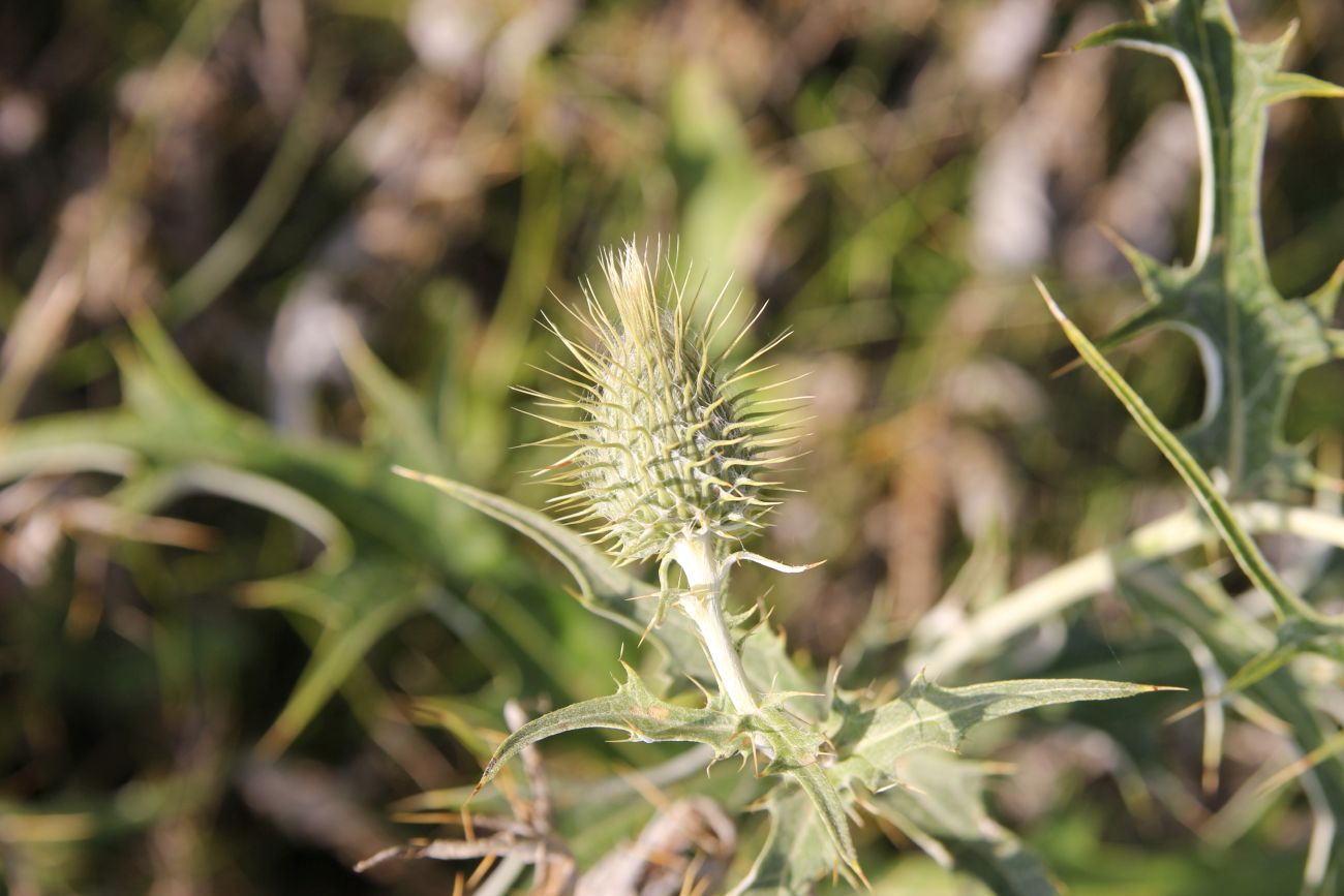 Image of genus Cirsium specimen.