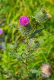 View full-size image Cirsium vulgare