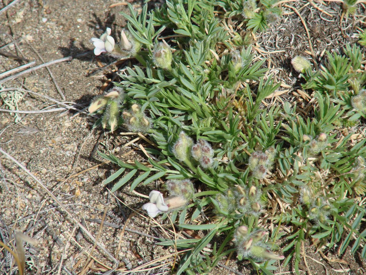 Image of Oxytropis peschkovae specimen.