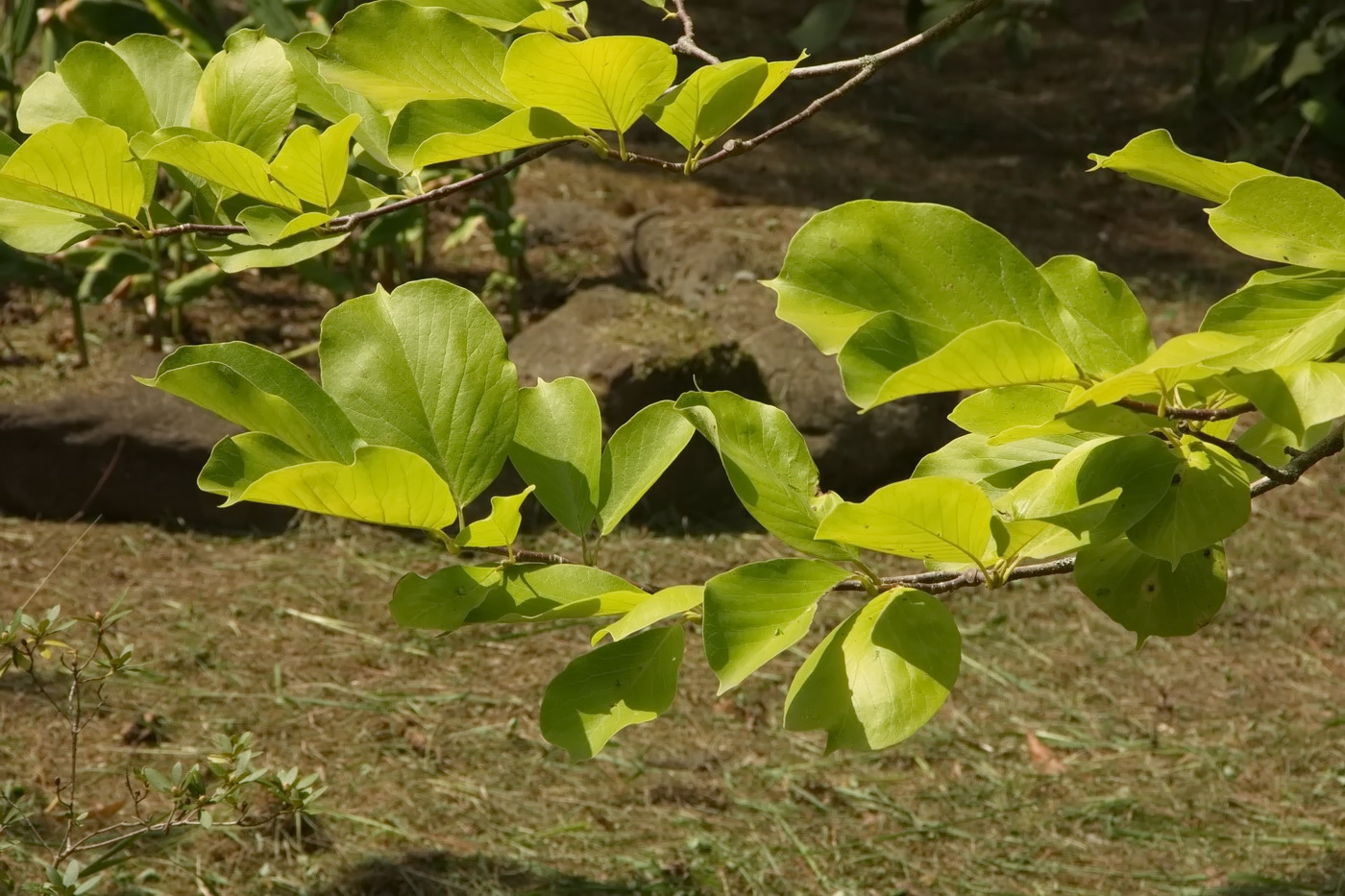 Image of genus Magnolia specimen.