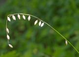Смотреть изображение Melica nutans