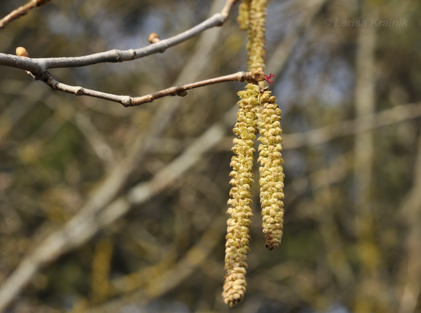 Image of Corylus avellana specimen.