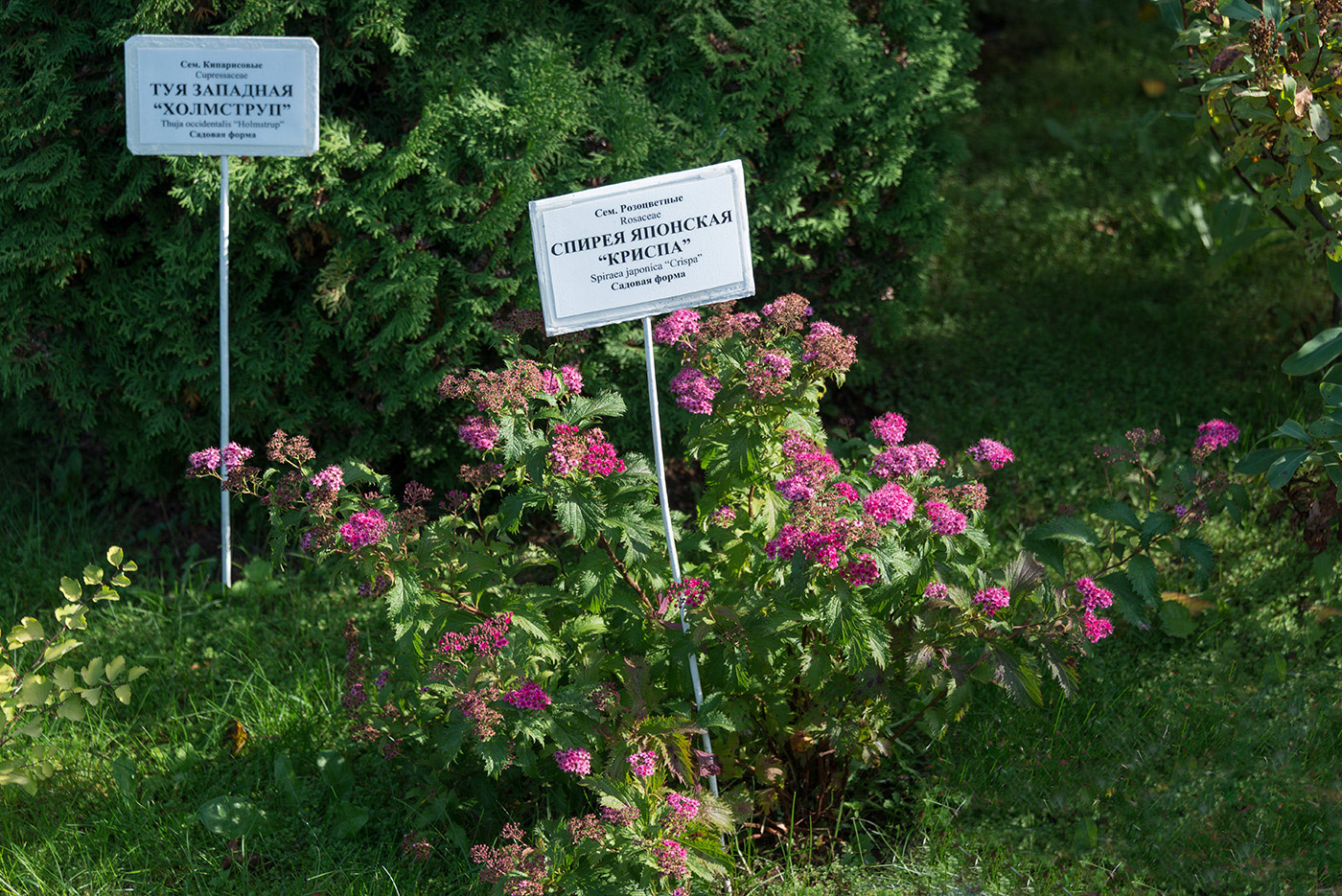 Изображение особи Spiraea japonica.