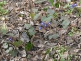 Hepatica nobilis. Расцветающие растения. Тверская обл., г. Тверь, Заволжский р-н, клумба возле многоэтажки. 31 марта 2019 г.