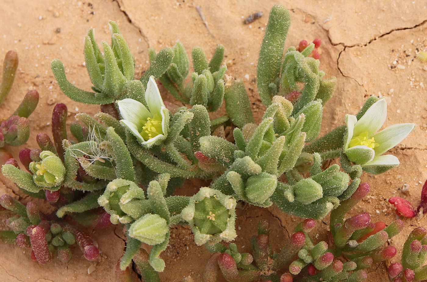 Image of Aizoon hispanicum specimen.