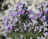 Limonium cretaceum