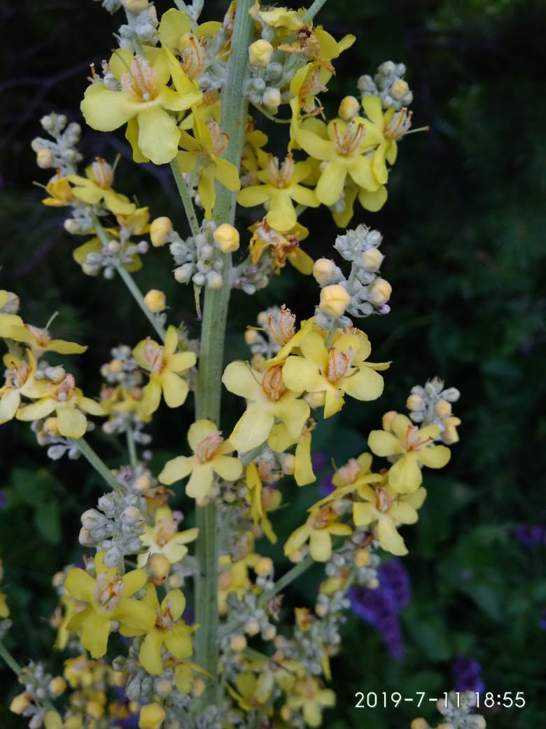 Image of Verbascum lychnitis specimen.