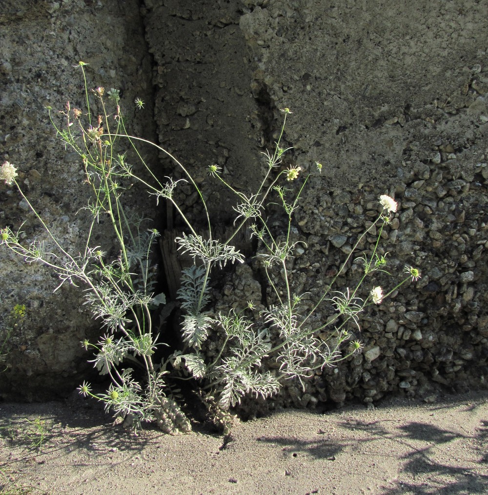 Image of Scabiosa ochroleuca specimen.