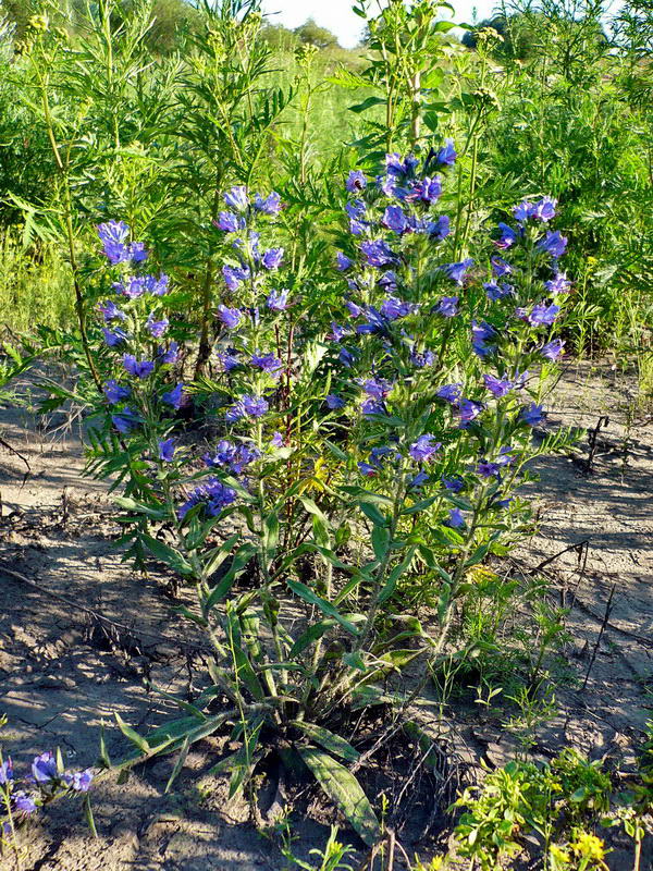 Изображение особи Echium vulgare.